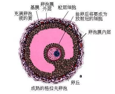 重慶送子鳥醫(yī)院