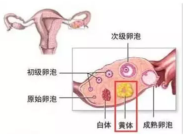 重慶送子鳥醫院
