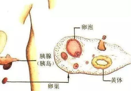 重慶送子鳥醫院
