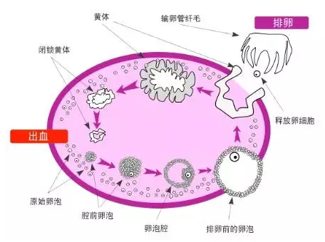 重慶送子鳥醫院