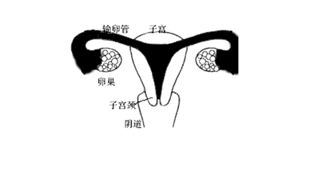 重慶送子鳥醫(yī)院