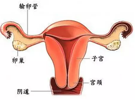 重慶送子鳥醫(yī)院