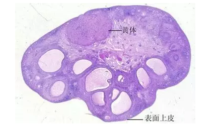 重慶送子鳥醫(yī)院