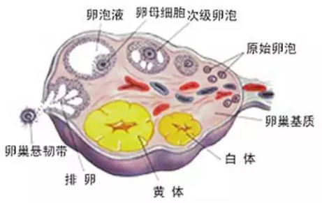 重慶送子鳥醫(yī)院